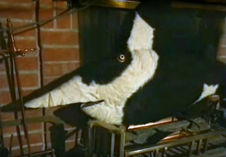  El Tibur&oacute;n Vaca por Mark Beam